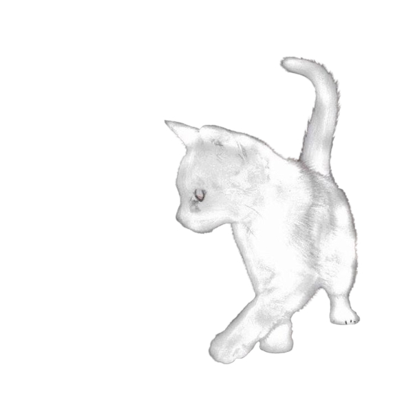 Cat Image